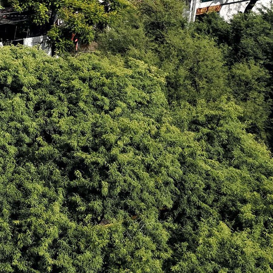 Copas de árboles frente al edificio, vistas desde el aire