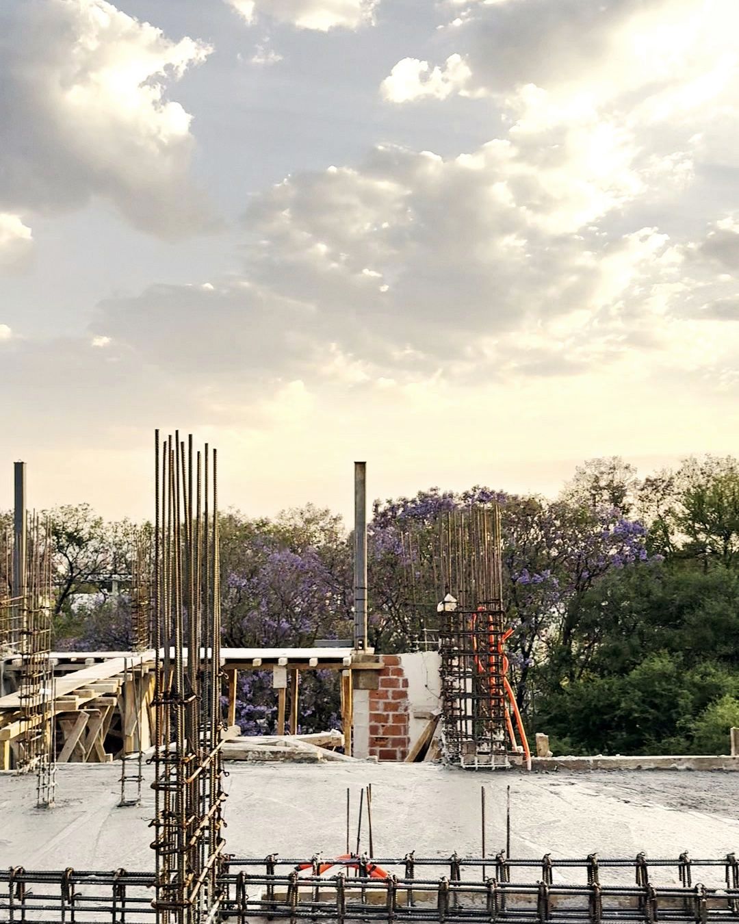 Varillas de columnas con jacarandas en flor al fondo