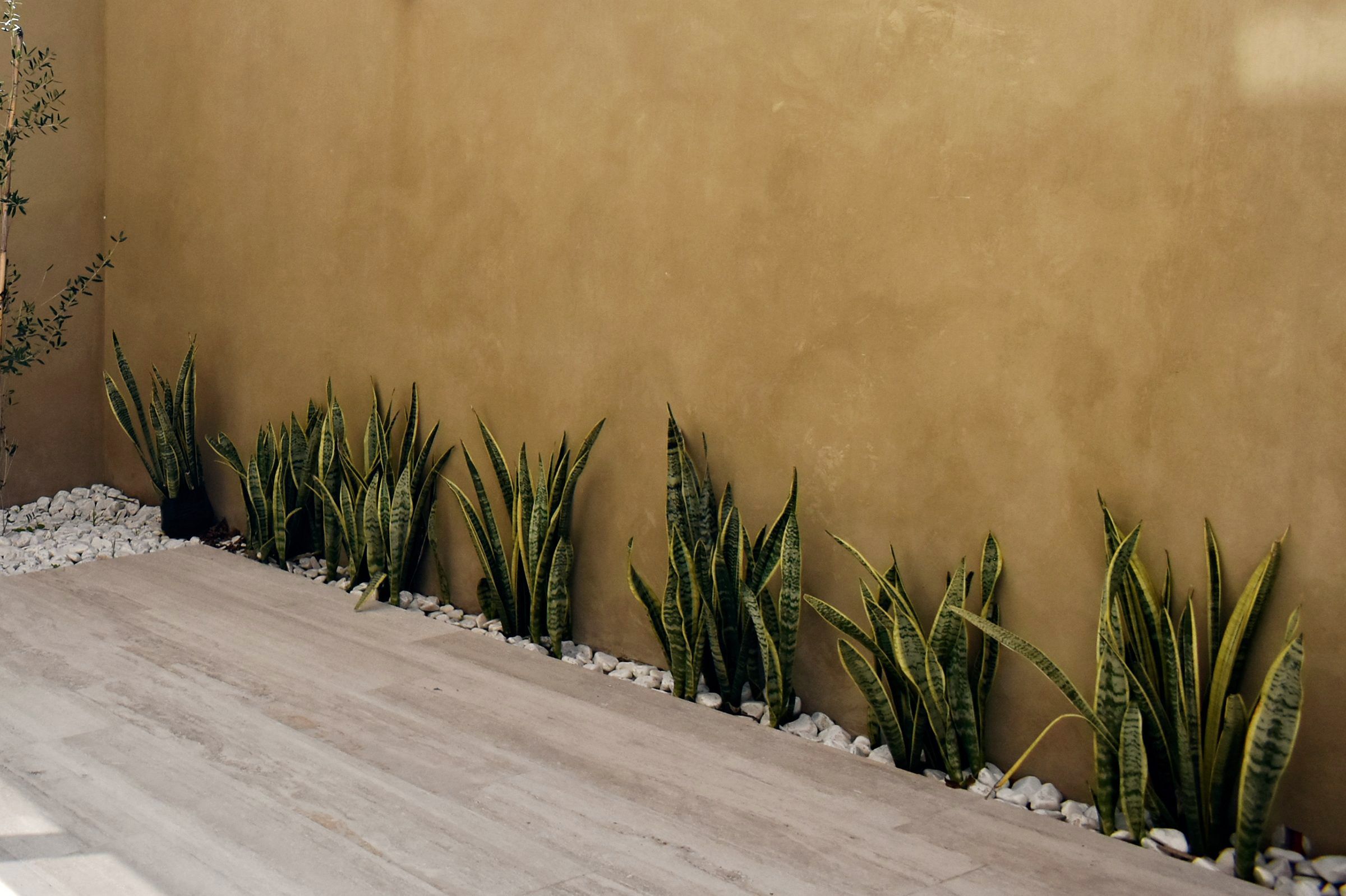 Plantas contra el muro de barro