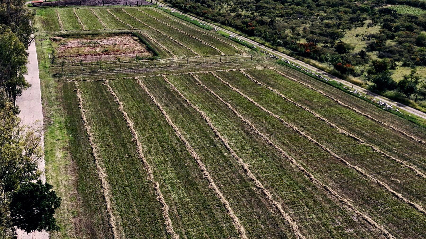 La calle empedrada con eucaliptos junto a los surcos, desde el dron