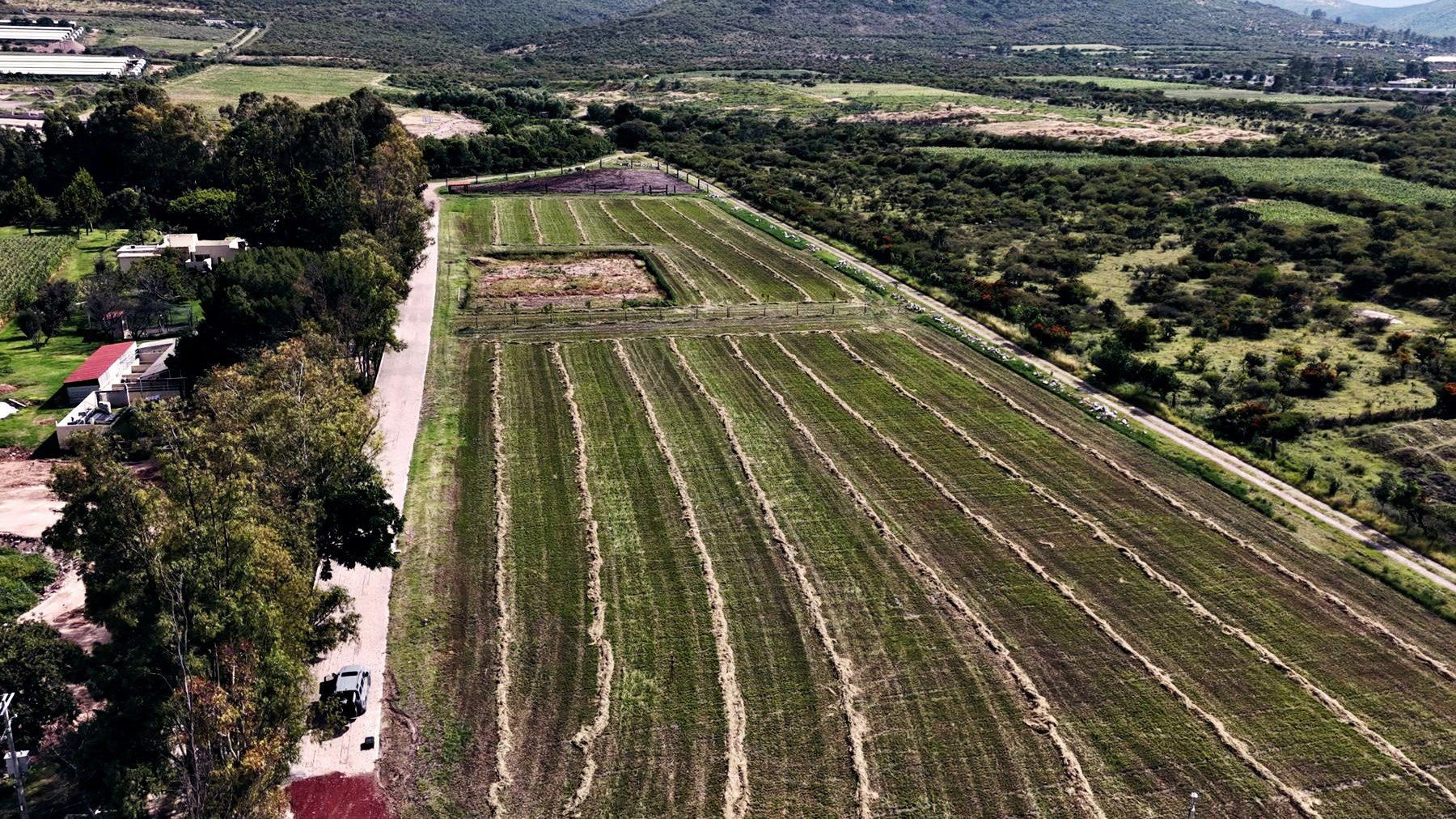 El terreno desde el aire: surcos, la calzada de eucaliptos y la sierra